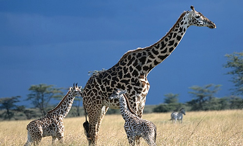 Giraffe Reproduction - Information about Giraffes