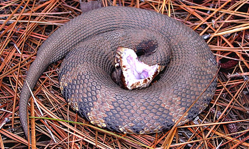 cottonmouth
