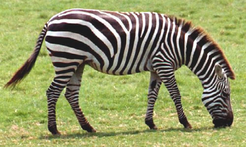Resultado de imagem para Plains zebra