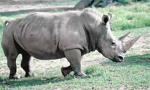White Rhino Extinct - Facts, Diet & Habitat Information