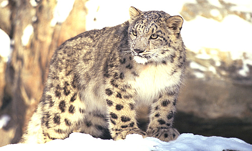 snow leopard description