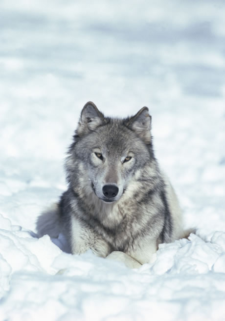 What is a gray wolf?