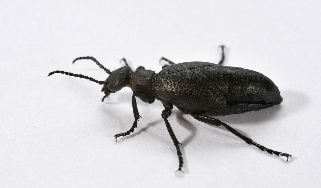 Blister Beetle Wart Treatment - Doctor insights on HealthTap