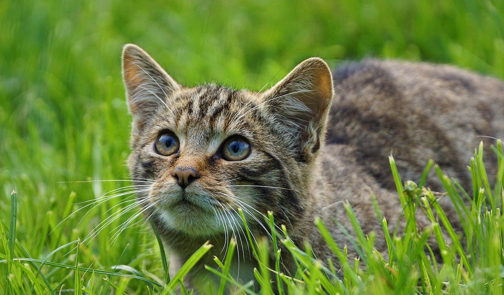 British Wild Cats - Facts, Diet & Habitat Information