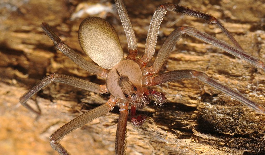 Brown Recluse Spider - Facts, Bite, Pictures & Habitat