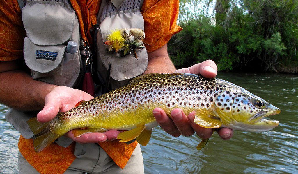Brown Trout Fish Facts, Information Pictures
