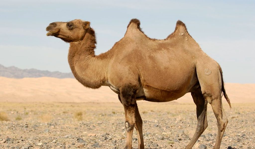 camel-1.jpg