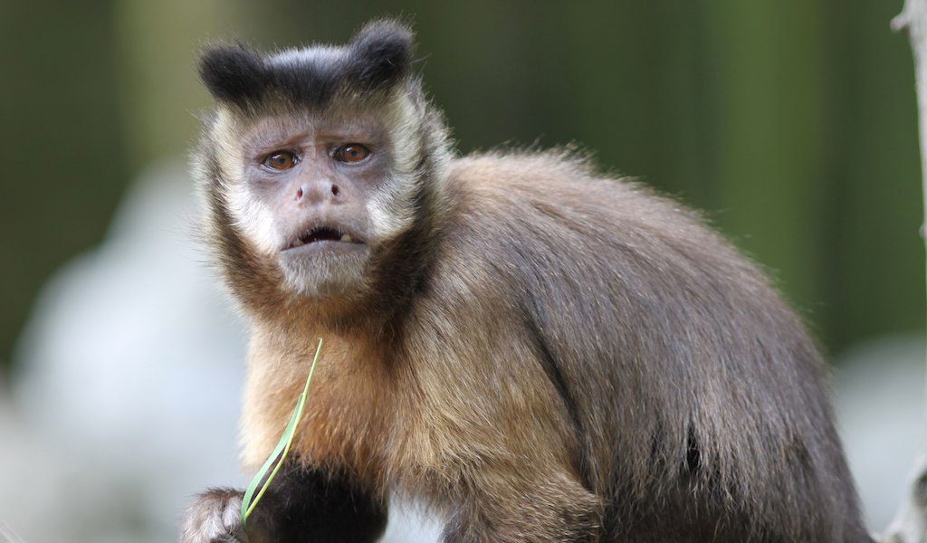 capuchin-monkey-1.jpg
