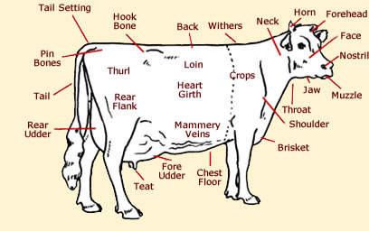 Beef Anatomy Chart