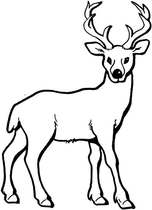 Deer Colouring Pages for Kids | Animal Corner