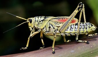 grasshopper1-1-340x200.jpg
