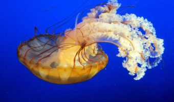 jellyfish-1-340x200.jpg