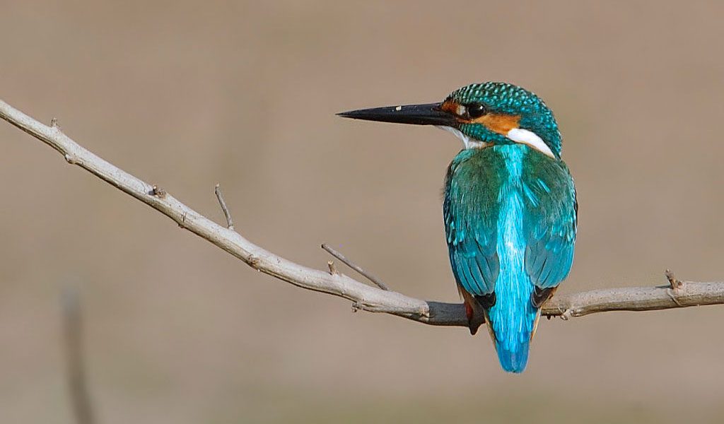 Common Kingfisher Bird - Facts, Information &amp; Pictures