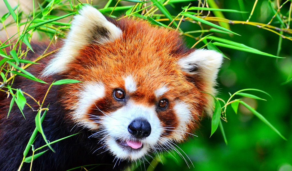 Red Pandas - Facts, Diet & Habitat Information