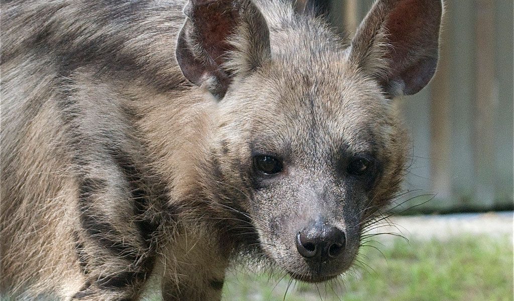 Striped Hyena - Facts, Diet & Habitat Information