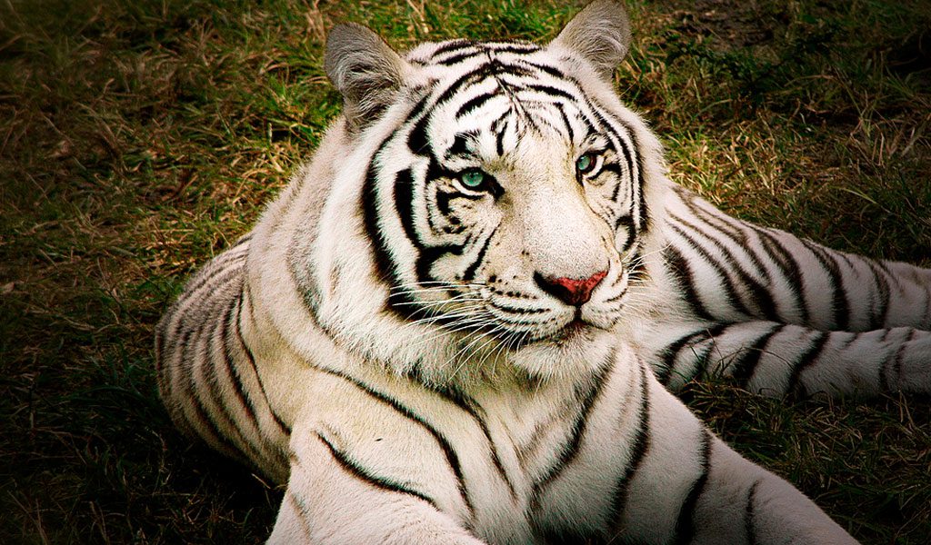white-bengal-tiger1-2.jpg