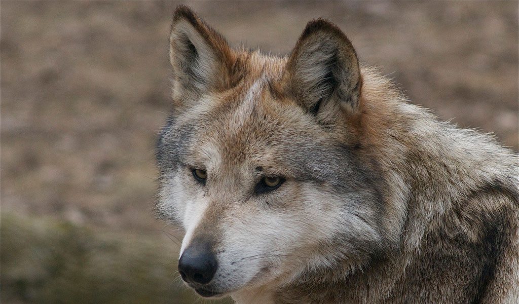 Crescent Eye Pack Alpha Male Wolves-2